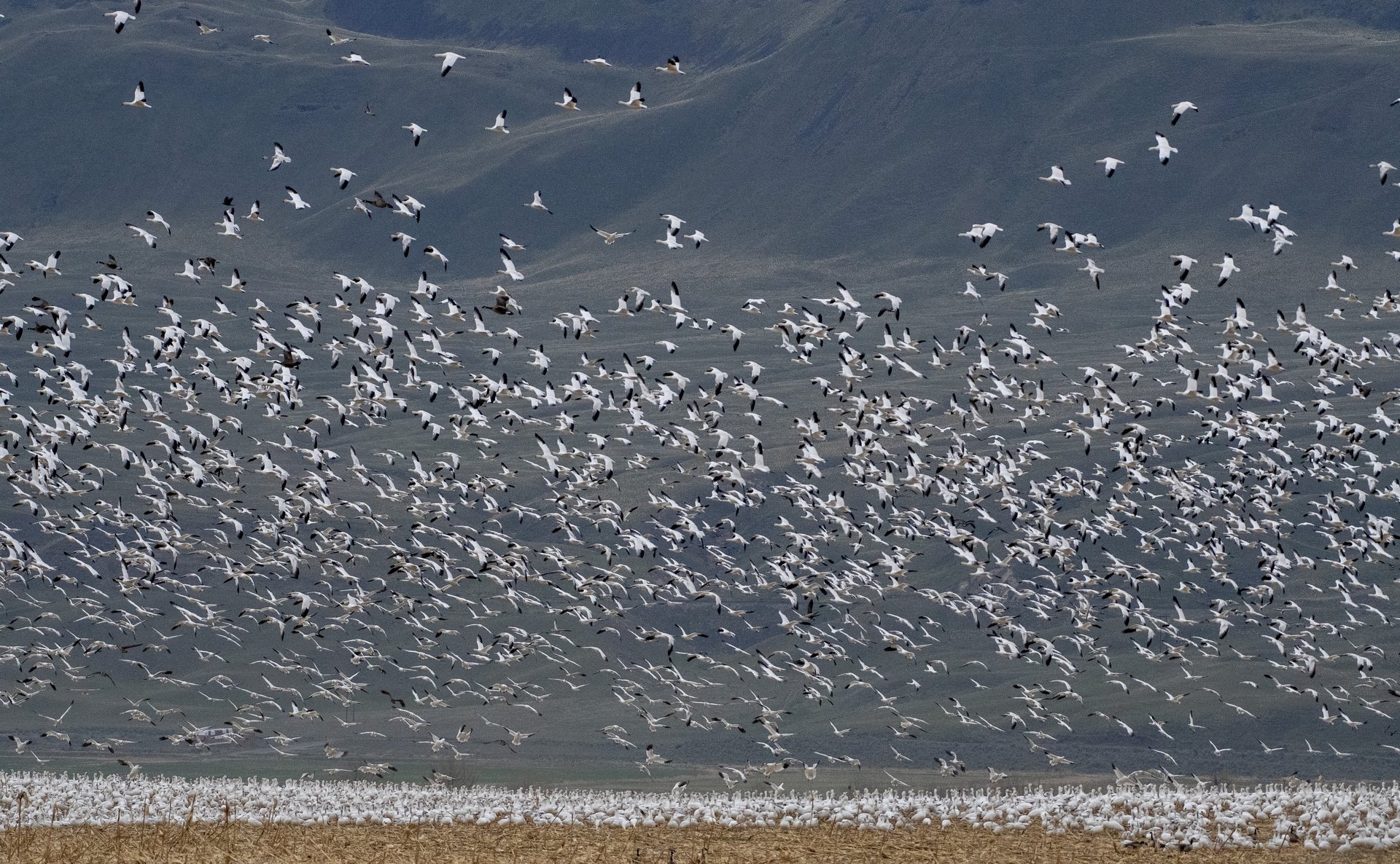 Snow Geese